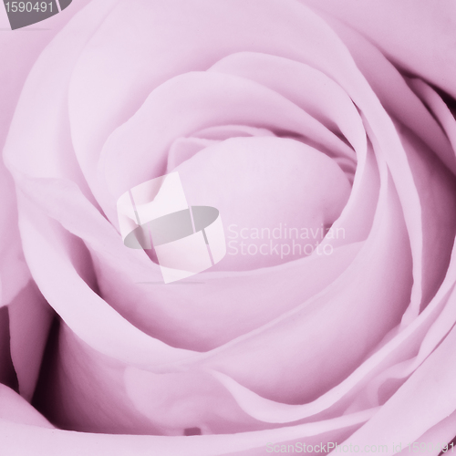 Image of violet rose close up