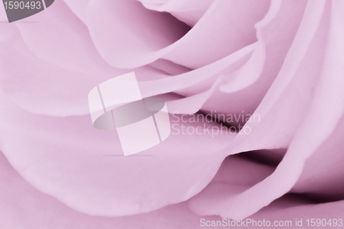Image of violet rose close up