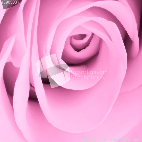 Image of pink rose close up