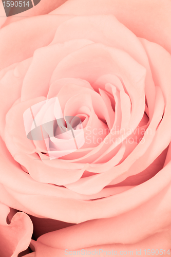 Image of pink rose close up