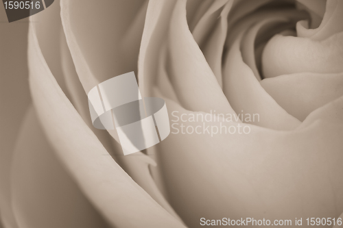 Image of white rose macro