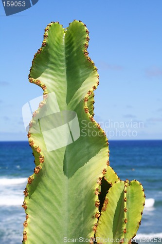 Image of Cactus Beach