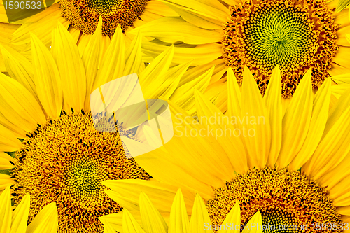 Image of sunflower background
