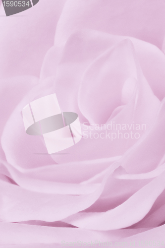 Image of violet rose close up