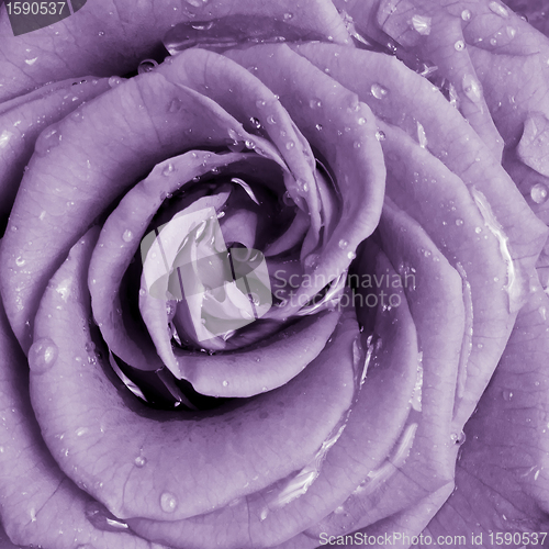 Image of violet rose