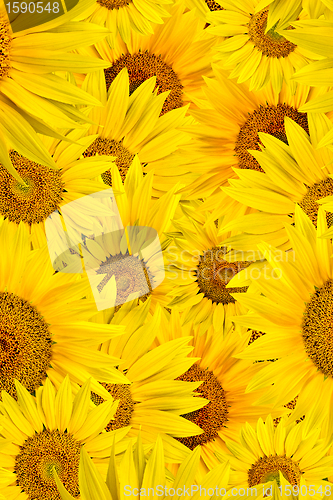 Image of sunflower background
