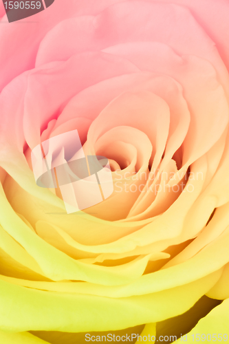 Image of multicolor rose