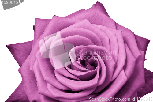 Image of pink rose