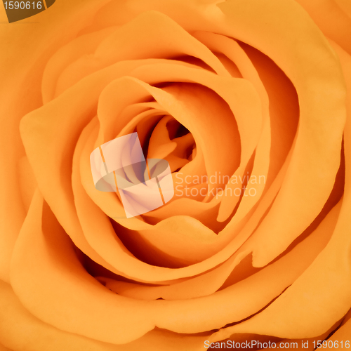 Image of orange rose close up