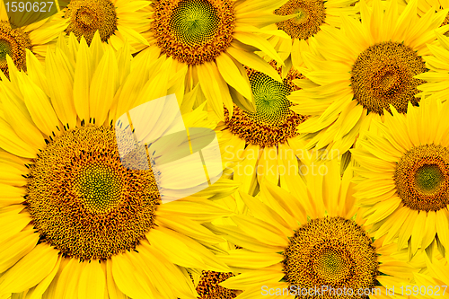 Image of sunflower background