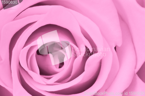 Image of pink rose close up