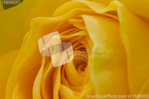 Image of yellow rose macro