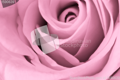 Image of pink rose close up