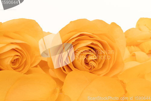 Image of orange rose macro