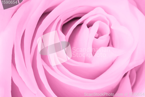 Image of pink rose close up