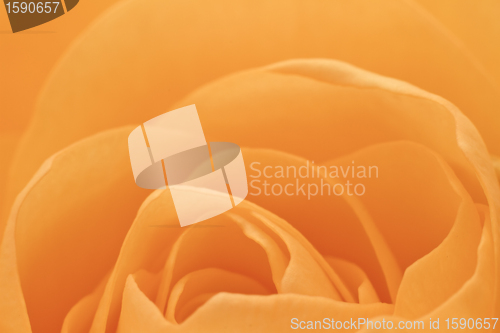 Image of orange rose macro