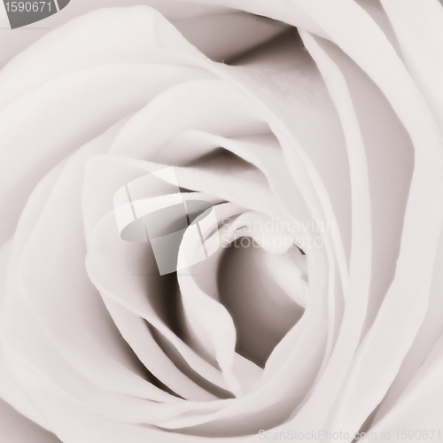 Image of white rose close up