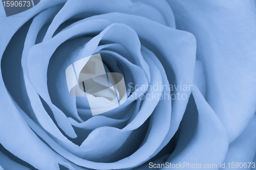 Image of blue rose close up