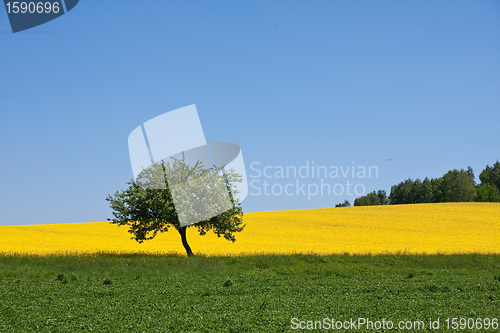 Image of rape field