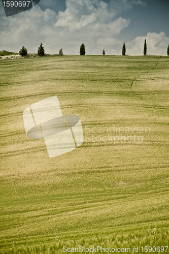 Image of Typical Tuscan landscape