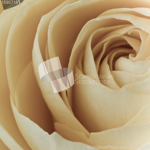 Image of white rose macro