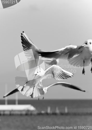 Image of seagulls at pier