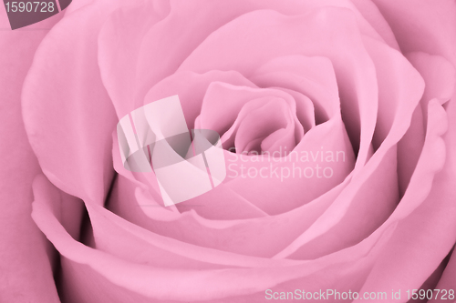 Image of pink rose close up