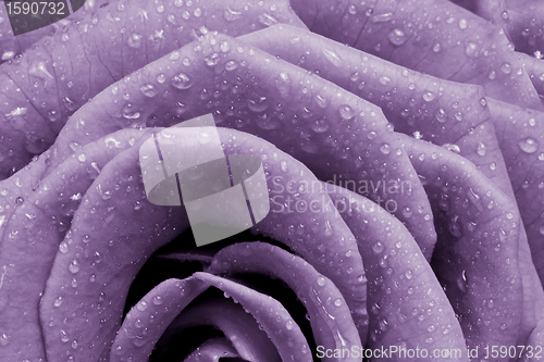 Image of violet rose