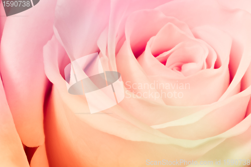 Image of multicolor rose