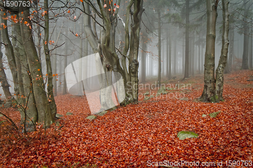 Image of misty forest