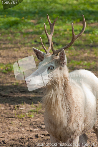 Image of albino deer