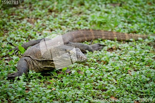 Image of komodo dragon in natural habitat