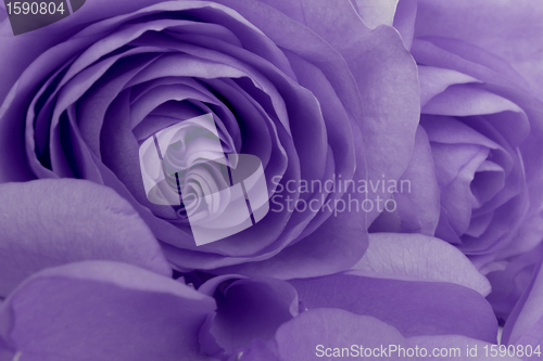 Image of violet rose macro