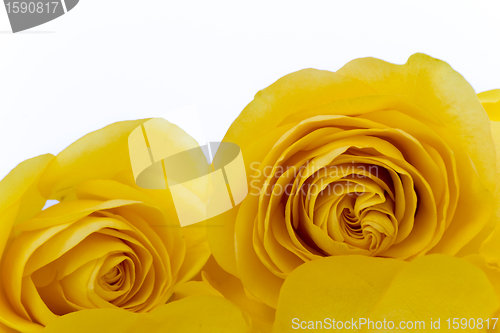 Image of yellow rose macro