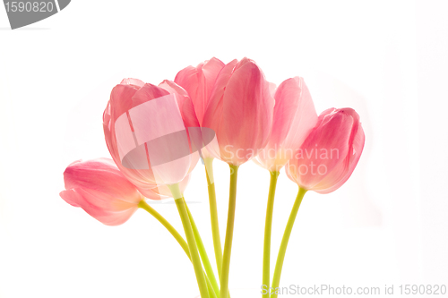 Image of bunch of tulips