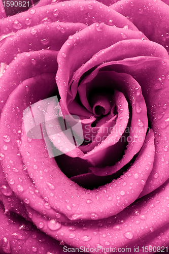 Image of pink rose