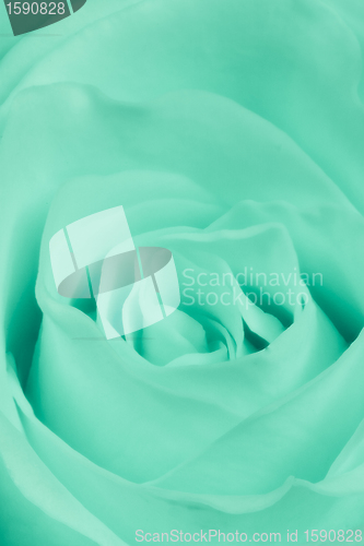 Image of green rose close up