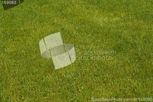 Image of grass