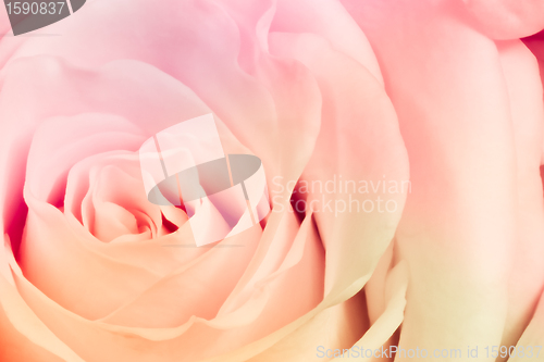 Image of multicolor rose