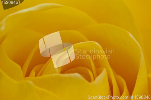 Image of yellow rose macro