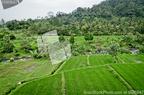 Image of rice fields in Bali, Indonesia