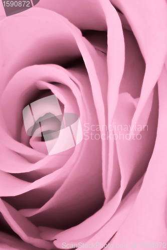 Image of pink rose close up