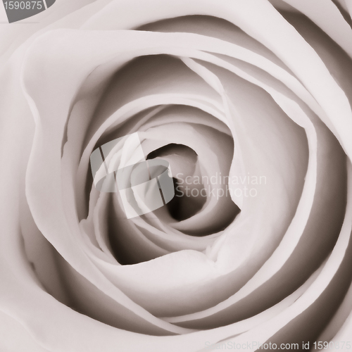 Image of white rose close up