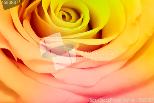 Image of multicolor rose