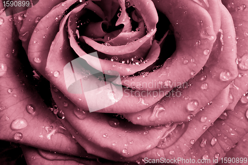 Image of pink rose