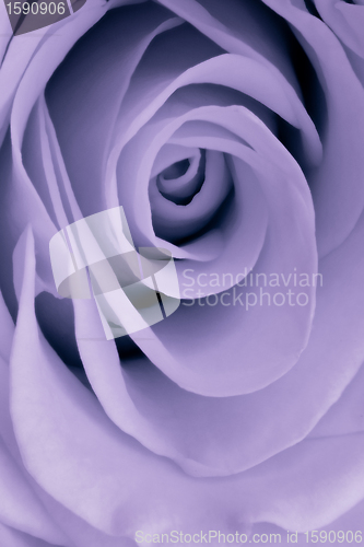 Image of violet rose close up