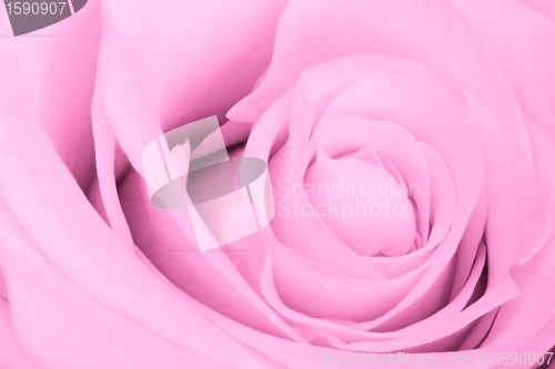 Image of pink rose close up