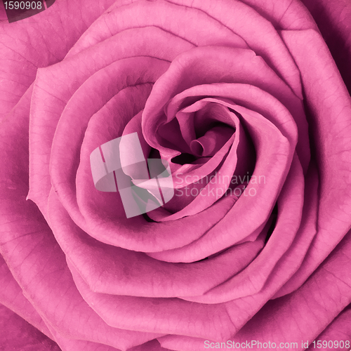 Image of pink rose