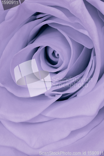 Image of violet rose close up