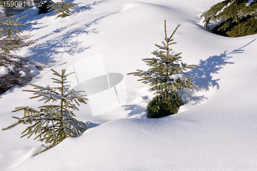 Image of fresh snow in the mountains